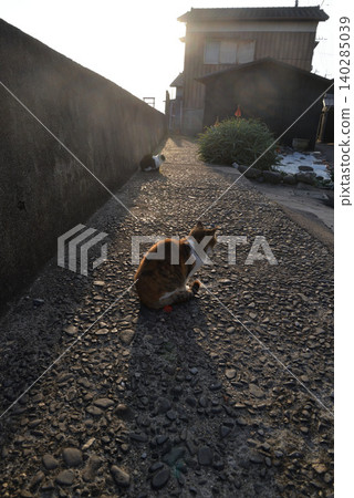 Community cats on Sanagi Island (Tadotsu Town, Kagawa Prefecture) Community cats on Sanagi Island (Tadotsu Town, Kagawa Prefecture) 140285039