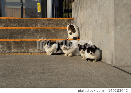 Community cats on Sanagi Island (Tadotsu Town, Kagawa Prefecture) Community cats on Sanagi Island (Tadotsu Town, Kagawa Prefecture) 140285042