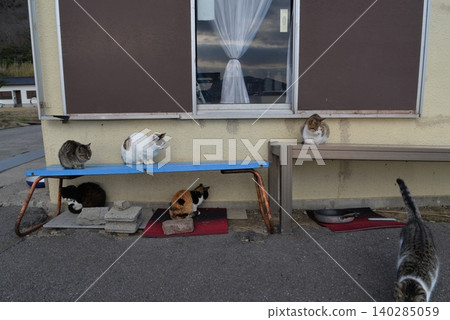 Community cats on Sanagi Island (Tadotsu Town, Kagawa Prefecture) Community cats on Sanagi Island (Tadotsu Town, Kagawa Prefecture) 140285059