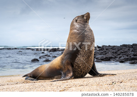 Sea Lion Posing on Playa Loberia Beach Sea Lion Posing on Playa Loberia Beach 140285078