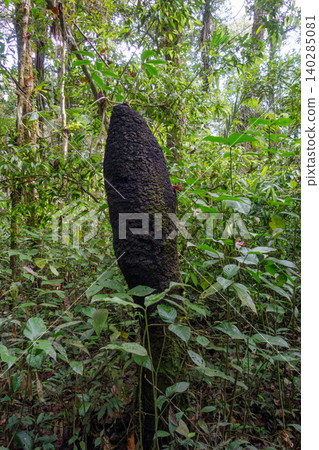 Termite mound in the Amazon rainforest of Cuyabeno Reserve 140285081
