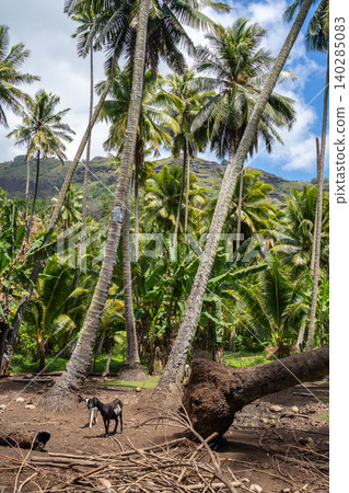 Goat standing under coconut trees in Hiva Oa, Marquesas Islands, French Polynesia Goat standing under coconut trees in Hiva Oa, Marquesas Islands, French Polynesia 140285083