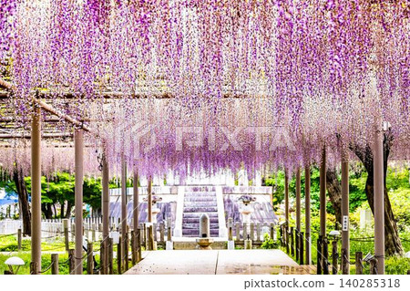 Wisteria trellis in full bloom at Mandara-ji Park Wisteria trellis in full bloom at Mandara-ji Park 140285318