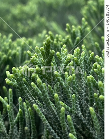 Fresh, vibrant new shoots of coniferous trees: a delicate and beautiful green texture. Fresh, vibrant new shoots of coniferous trees: a delicate and beautiful green texture. 140285374