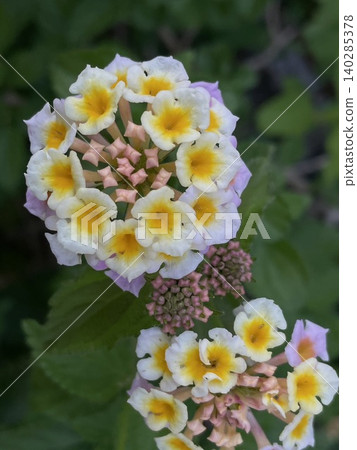 Lantana's delicate flower clusters: adding color to spring and summer gardening and nature. Lantana's delicate flower clusters: adding color to spring and summer gardening and nature. 140285378