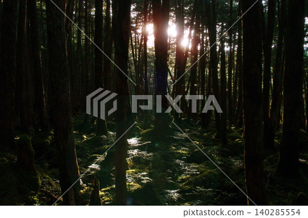 light shining into the dark forest 140285554