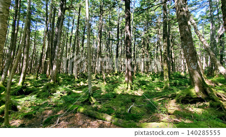 A subalpine forest (Northern Yatsugatake Mountains) shimmering in the sunlight filtering through the trees. A subalpine forest (Northern Yatsugatake Mountains) shimmering in the sunlight filtering through the trees. 140285555