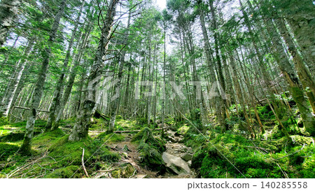 A hiking trail leading through a forest of moss and coniferous trees A hiking trail leading through a forest of moss and coniferous trees 140285558