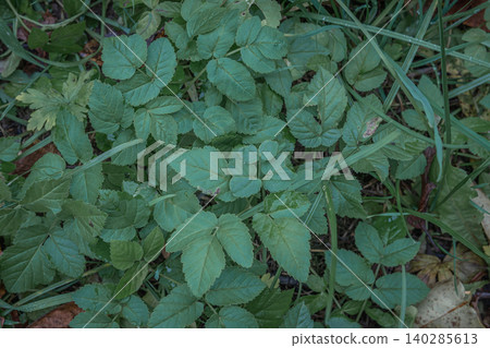 Green Leaf Close-Up: Dense Foliage and Ground Cover in Garden Scene Green Leaf Close-Up: Dense Foliage and Ground Cover in Garden Scene 140285613