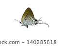 Hypolycaena erylus Butterfly.  isolated on white background. Detailed Macro Photography 140285618