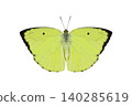 yellow Butterfly. Mottled Emigrant isolated on white background. Detailed Macro Photography 140285619