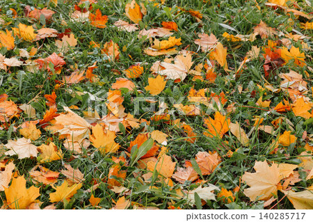 Vibrant autumn leaves scattered across green grass, a colorful seasonal ground cover Vibrant autumn leaves scattered across green grass, a colorful seasonal ground cover 140285717