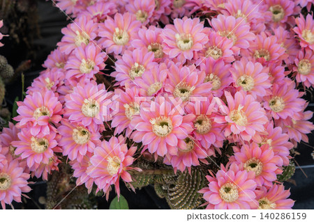 柱狀仙人掌 *Matricaria japonica* 的花簇。 柱狀仙人掌 *Matricaria japonica* 的花簇。 140286159