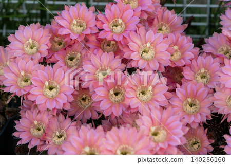 Cluster of flowers from the columnar cactus *Matricaria japonica*. Cluster of flowers from the columnar cactus *Matricaria japonica*. 140286160