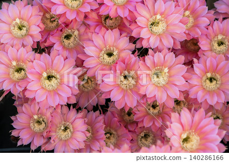 Cluster of flowers from the columnar cactus *Matricaria japonica*. Cluster of flowers from the columnar cactus *Matricaria japonica*. 140286166