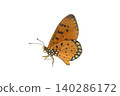 Monarch Butterfly with Intricate Wing Patterns isolated on white background. Detailed Macro Photography. 140286172