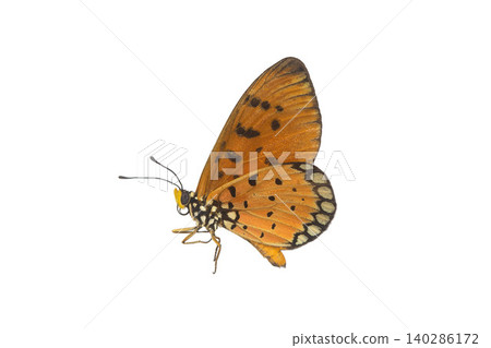 Monarch Butterfly with Intricate Wing Patterns isolated on white background. Detailed Macro Photography. Monarch Butterfly with Intricate Wing Patterns isolated on white background. Detailed Macro Photography. 140286172