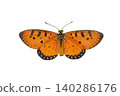 Monarch Butterfly with Intricate Wing Patterns isolated on white background. Detailed Macro Photography. 140286176