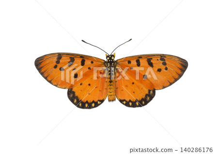 Monarch Butterfly with Intricate Wing Patterns isolated on white background. Detailed Macro Photography. Monarch Butterfly with Intricate Wing Patterns isolated on white background. Detailed Macro Photography. 140286176