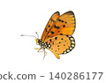 Monarch Butterfly with Intricate Wing Patterns isolated on white background. Detailed Macro Photography. 140286177