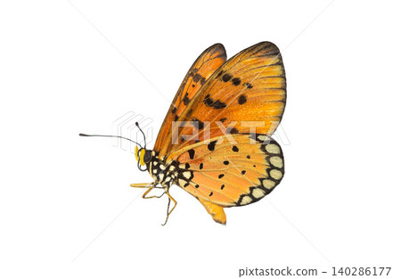 Monarch Butterfly with Intricate Wing Patterns isolated on white background. Detailed Macro Photography. Monarch Butterfly with Intricate Wing Patterns isolated on white background. Detailed Macro Photography. 140286177