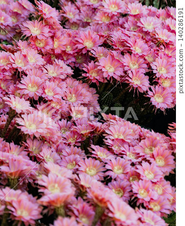 Flowers of the columnar cactus *Mammillaria elongata* growing in clusters Flowers of the columnar cactus *Mammillaria elongata* growing in clusters 140286191
