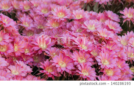 Flowers of the columnar cactus *Mammillaria elongata* growing in clusters Flowers of the columnar cactus *Mammillaria elongata* growing in clusters 140286193