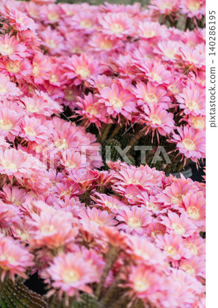 Flowers of the columnar cactus *Mammillaria elongata* growing in clusters 140286195