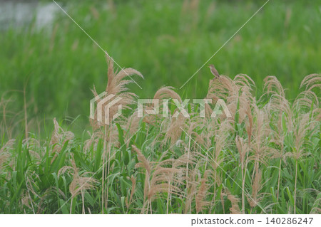 A Great Reed Warbler singing while perched on a reed stalk. A Great Reed Warbler singing while perched on a reed stalk. 140286247