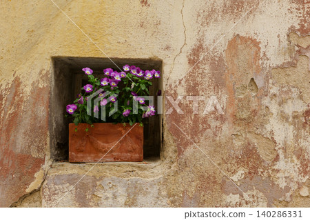 Terracotta flower pot with violet pansies in old wall niche as urban biotope and decorative architecture element Terracotta flower pot with violet pansies in old wall niche as urban biotope and decorative architecture element 140286331