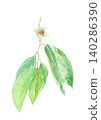 Watercolor illustration of persimmons [hand-drawn] with white background, cutout, and copy space. 140286390