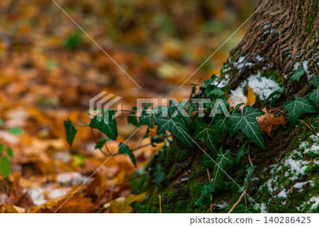 Evergreen ivy clings to a rough tree bark covered in moss, with a dusting of snow and fallen autumn leaves in the background Evergreen ivy clings to a rough tree bark covered in moss, with a dusting of snow and fallen autumn leaves in the background 140286425