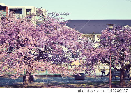 Kawazu cherry tree Kawazu cherry tree 140286457