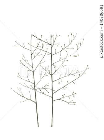 A monochrome watercolor illustration of asparagus [hand-drawn] with a white background, cutout, and copy space. 140286691