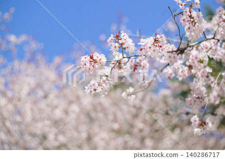 Cherry blossoms in full bloom and blue sky (taken with an old lens) Cherry blossoms in full bloom and blue sky (taken with an old lens) 140286717