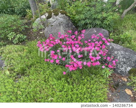 粉紅色的康乃馨點綴著花園的石頭。 140286734