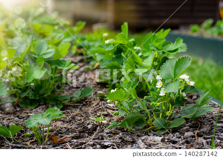 Flowering strawberry plants growing in a productive garden row 140287142