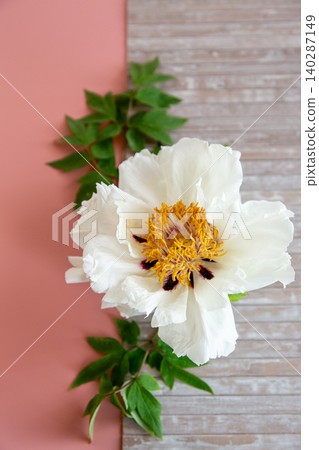 Elegant white peony blossom with rustic wooden backdrop Elegant white peony blossom with rustic wooden backdrop 140287149