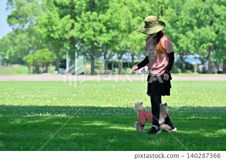 Dog dancing: Woman playing with her dog, a Maltipoo (Maltese x Toy Poodle). 140287366