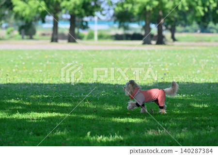 Dog dancing: Woman playing with her dog, a Maltipoo (Maltese x Toy Poodle). Dog dancing: Woman playing with her dog, a Maltipoo (Maltese x Toy Poodle). 140287384