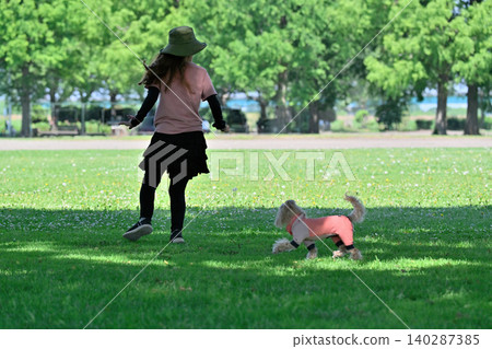 Dog dancing: Woman playing with her dog, a Maltipoo (Maltese x Toy Poodle). Dog dancing: Woman playing with her dog, a Maltipoo (Maltese x Toy Poodle). 140287385