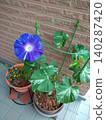 Morning glories with blue-violet variegation bloom gracefully, their vines extending upwards. 140287420