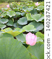 Beautiful pink lotus flowers blooming in the lotus pond (lotus in bloom) 140287421