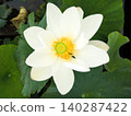 A beautifully blooming white lotus flower with a yellow center, captured from directly above. 140287422