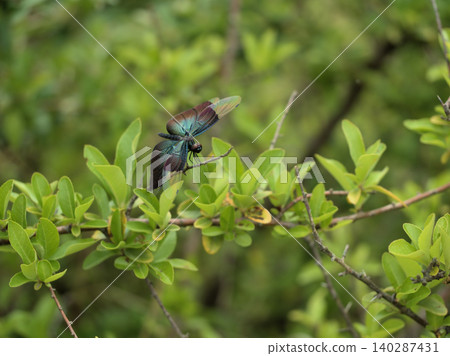 A beautiful damselfly, photographed in June when the temperature and humidity are high. 140287431