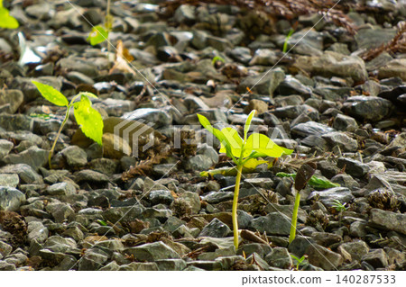 Between the stones and the greenery 140287533