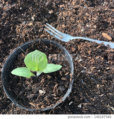 將茄子幼苗移植到花盆中 將茄子幼苗移植到花盆中 140287560