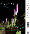 Pink morning glory buds await blooming in the stillness of the night. 140287579