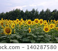 A field of sunflowers in full bloom and lush green trees under the summer blue sky. 140287580