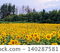 A grand panorama of sunflower fields stretching to the horizon against a backdrop of mountain ranges. 140287581
